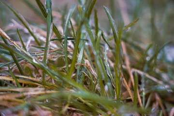Frozen drops on green grass. Ice covered grass