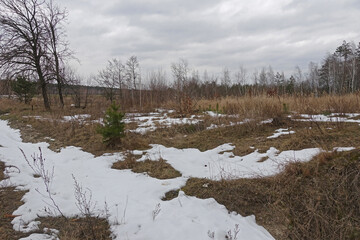 March melting snow near the forest at the edge