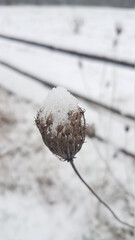 Klette im Winter mit Schnee Haube
