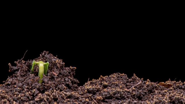 Time Lapse of growing green cucumbers plant. Close up shoot timelapse seed growing. Vegetable sprouting from the ground.