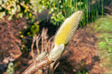 Eye-catching image of Magnolia catkin, which is ready to open