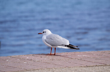 Fototapeta premium A seagull on the parapet against the blue sea.