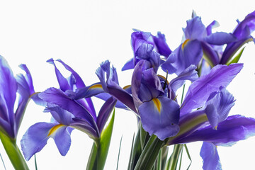 Backlit Iris flowers