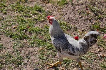 chicken on the farm