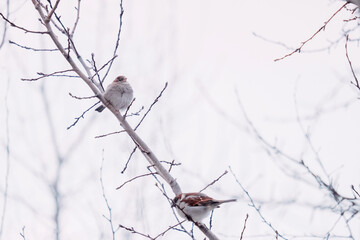 Brown sparrow on a tree branch.