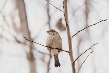 Brown sparrow on a tree branch.