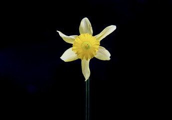 Gentle daffodil on a dark background © Lisa Anastassiu