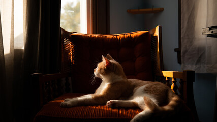 moody light falling on a lounging orange cat laying on a dark orange chair