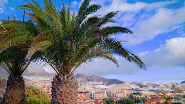 Palm tree on the background of the city of Las Americas, Adeje. Tenerife tourist center.