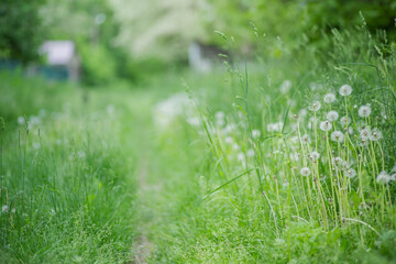 path in village among the grass with fluffy white dandelions. Non-stinky grass in the field.
