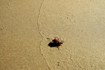 Fototapeta na wymiar A red beetle is walking on the wet sand at the beach
