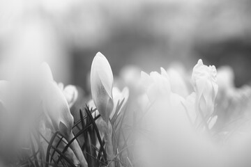 Delicate white blooming crocuses, can be used as a blurred natural background in black and whitea.