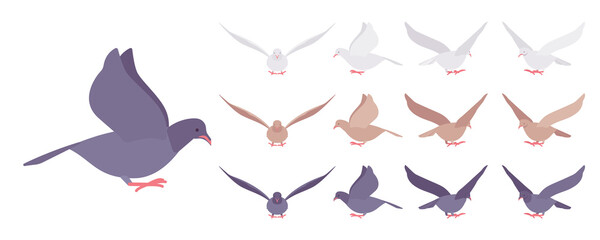 Fototapeta premium Pigeons and doves set, domestic or street bird in flight. Wildlife study, ornithology and birdwatching concept. Vector flat style cartoon illustration isolated on white background, different views
