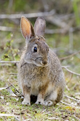 Naklejka na ściany i meble Cottontail Rabbit Sitting in Shrubby Field. Santa Cruz, California, USA.