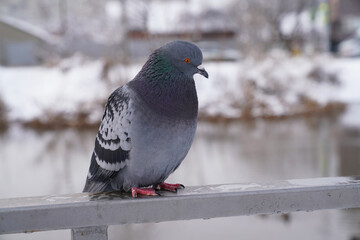 wild pigeon in the winter park by the lake        