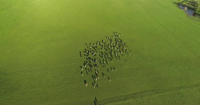 Herd of cows grazing in the large field in beautiful wild lanscape. Animal husbandry, livestock near small pond at summer sunrise. Aerial wide drone shot.