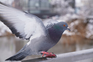 wild pigeon in the winter park by the lake        