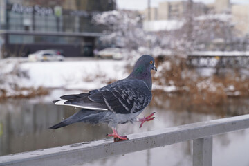 wild pigeon in the winter park by the lake        