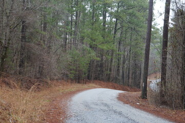 road in the woods