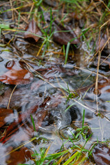 autumn leaves and raindrops in the water
