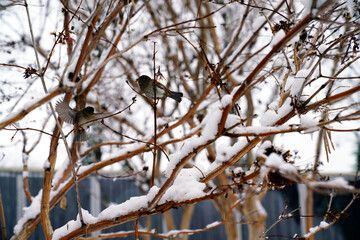 A sparrow sits on a tree branch in winter       