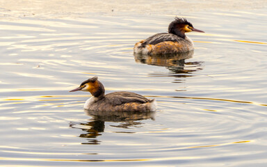 Beautiful great crested grebe pair swimming on lake, reflections in water