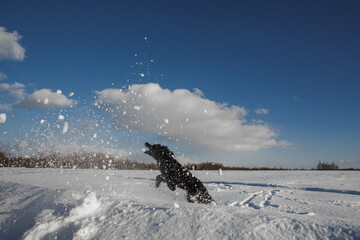 Black dog in the winter in the field.