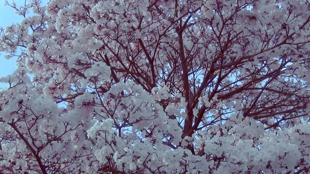 White flowering tree. Tabebuia roseo-alba, known as white ip&ecirc;, a tree native to Cerrado and Pantanal vegetation in Brazil,.