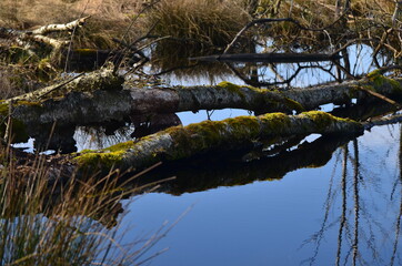 Baumstamm_VolodymyrRussu