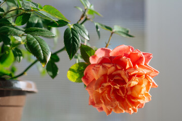 Blooming Rosa Kordana, foliage nature background, close up on the window. Flower shop concept