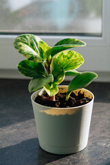 Houseplant Peperomia obtusifolia Green Gold in pot, foliage nature background, close up on the window. Flower shop concept