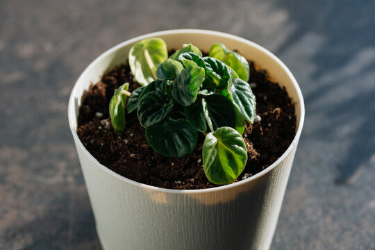 Houseplant Peperomia caperata Lillian in pot, foliage nature background, close up on the window. Flower shop concept