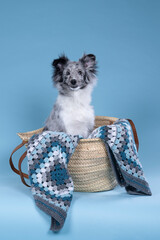 Cute young shetland sheepdog puppy sitting in a wicker basket with a blue crochet plaid against a...