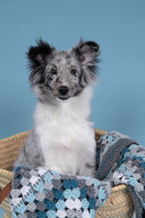 Cute young shetland sheepdog puppy sitting in a wicker basket with a blue crochet plaid against a...