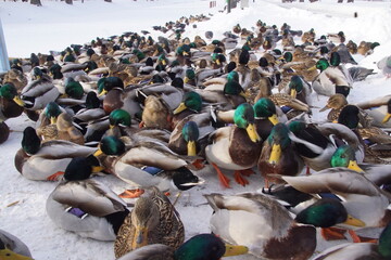 Kaczki ,ptactwo wodne ,zimujące ptaki © LBanacki