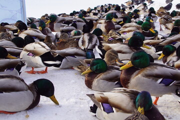 Kaczki ,ptactwo wodne ,zimujące ptaki © LBanacki