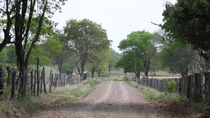 PAISAJE DE CAMPO, CAMINO