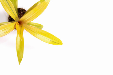 Houseplant Rhoeo sitara's gold, tropical foliage nature background, close up on the light background. Flower shop concept