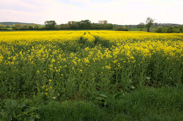 Frühling im Kraichgau