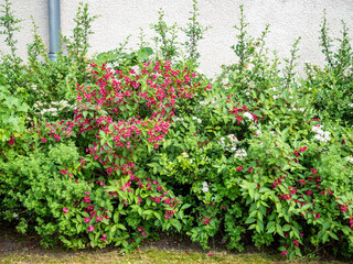 Fototapeta na wymiar Decorative flowering bushes growing near the plastered wall