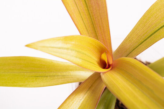 Houseplant Rhoeo sitara's gold, tropical foliage nature background, close up on the light background. Flower shop concept
