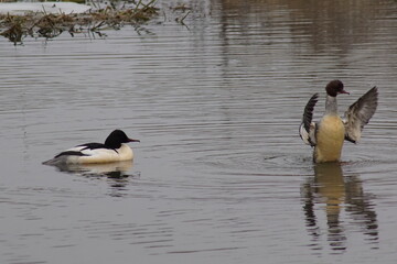 Nurogęś ,kaczka ,ptactwo wodne