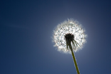 Obraz premium dandelion on blue sky