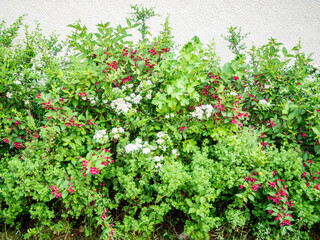 Fototapeta na wymiar Decorative flowering bushes growing near the plastered wall