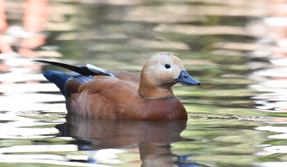 Brown duck swimming on a lake