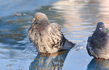 Pigeon standing on a pond