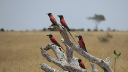 Southern carmine bee-eater.
