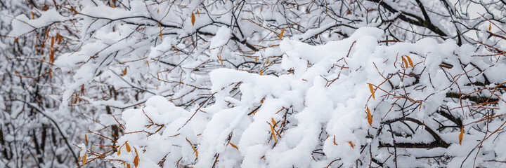 Snow on the branches of trees and bushes after a snowfall. Beautiful winter background with snow-covered trees. Autumn leaves on plants in a forest park. Cold snowy weather. Cool texture of fresh snow