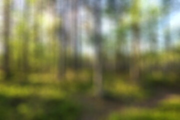 Soft and blurred natural summer forest landscape. High resolution full frame abstract background.