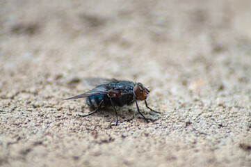 purple flowers close up on black background